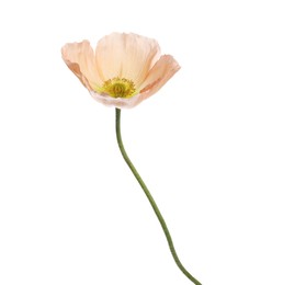 Photo of One beautiful poppy flower isolated on white