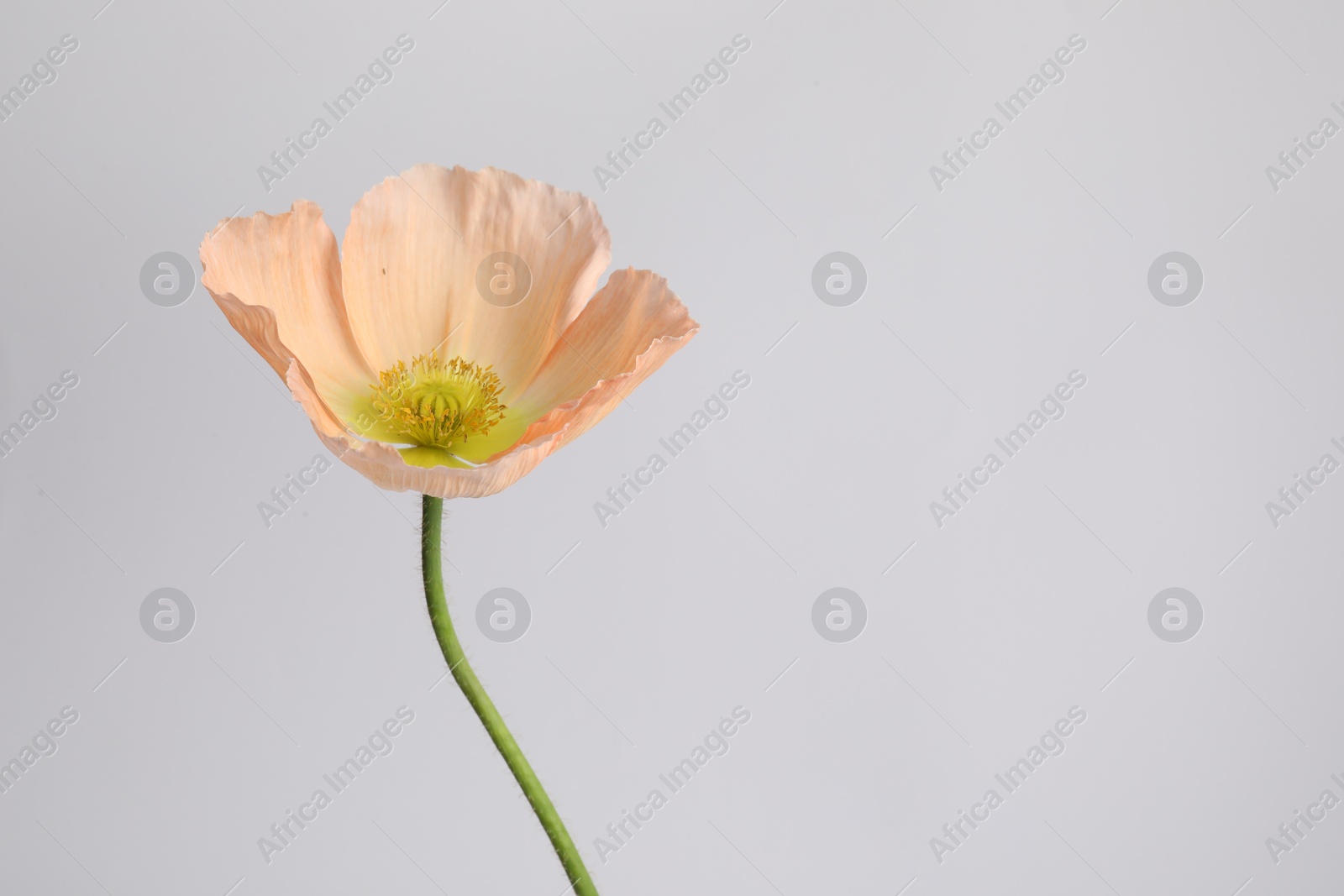 One beautiful poppy flower on grey background, closeup. Space for text Photo of One beautiful poppy flower on grey background, closeup. Space for text