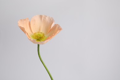 Photo of One beautiful poppy flower on grey background, closeup. Space for text