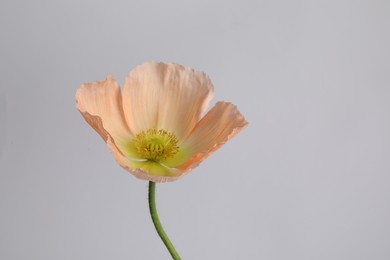 Photo of One beautiful poppy flower on grey background, closeup