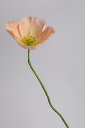 Photo of One beautiful poppy flower on grey background, closeup