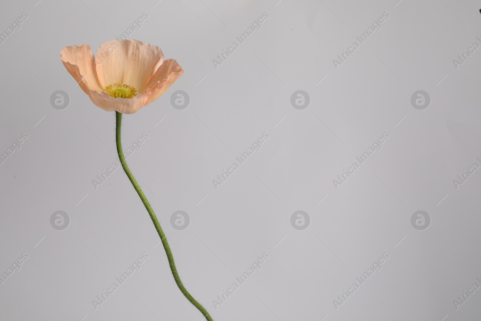 One beautiful poppy flower on grey background, closeup. Space for text Photo of One beautiful poppy flower on grey background, closeup. Space for text