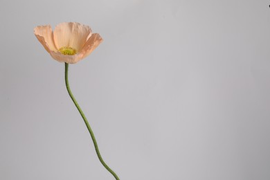 Photo of One beautiful poppy flower on grey background, closeup. Space for text