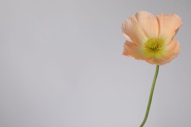 Photo of One beautiful poppy flower on grey background, closeup. Space for text