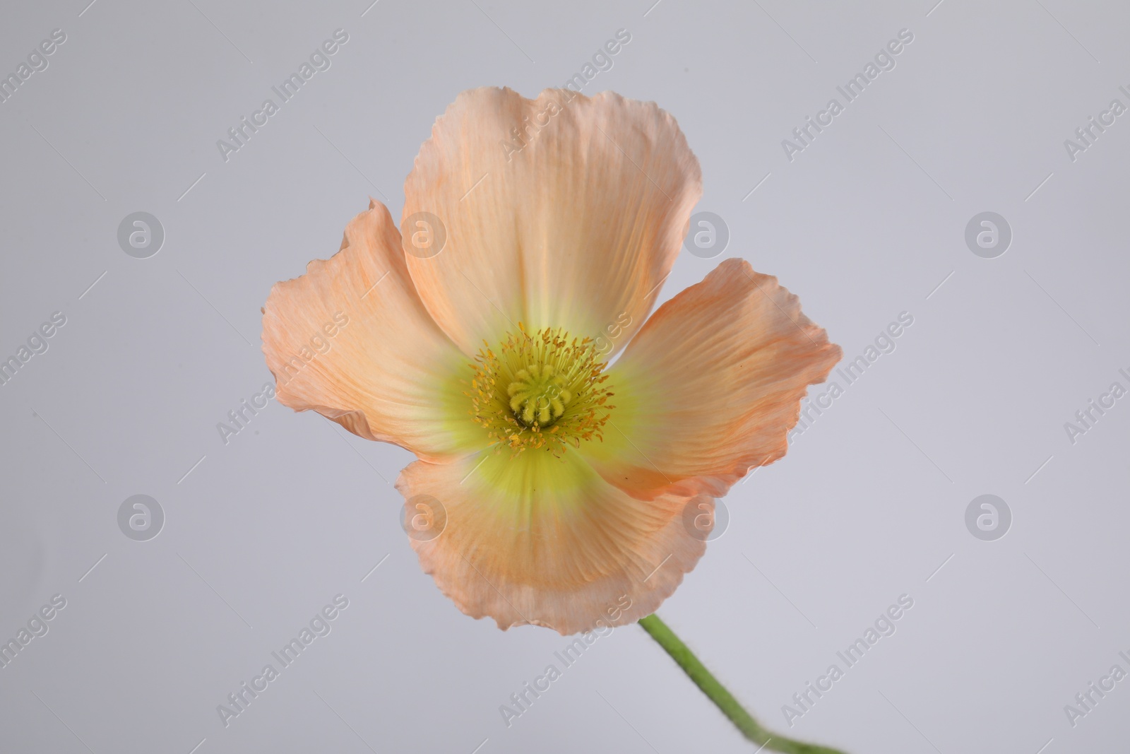 One beautiful poppy flower on grey background, closeup Photo of One beautiful poppy flower on grey background, closeup
