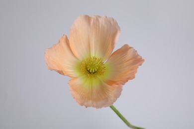 Photo of One beautiful poppy flower on grey background, closeup
