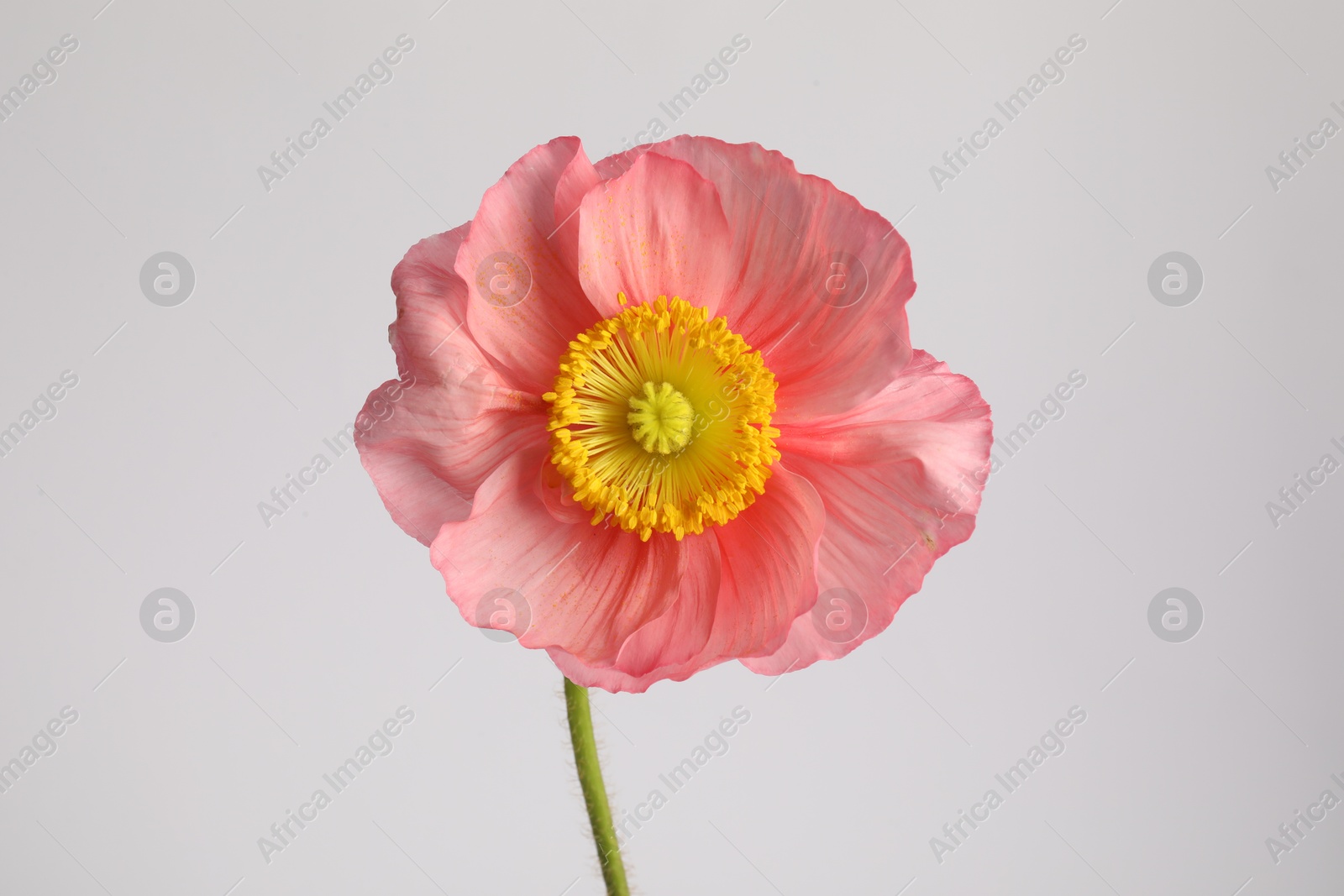 One beautiful poppy flower on grey background, closeup Photo of One beautiful poppy flower on grey background, closeup