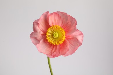 Photo of One beautiful poppy flower on grey background, closeup