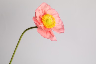 Photo of One beautiful poppy flower on grey background, closeup