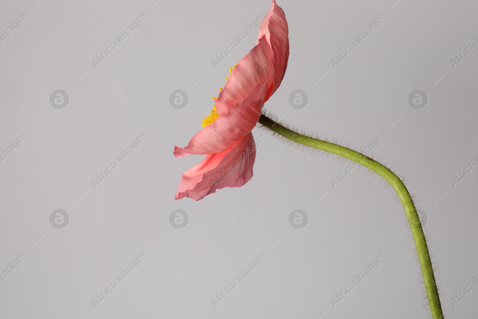 One beautiful poppy flower on grey background, closeup Photo of One beautiful poppy flower on grey background, closeup