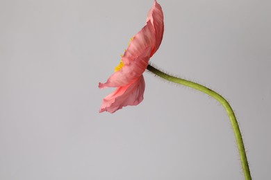 Photo of One beautiful poppy flower on grey background, closeup