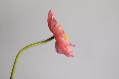 Photo of One beautiful poppy flower on grey background, closeup
