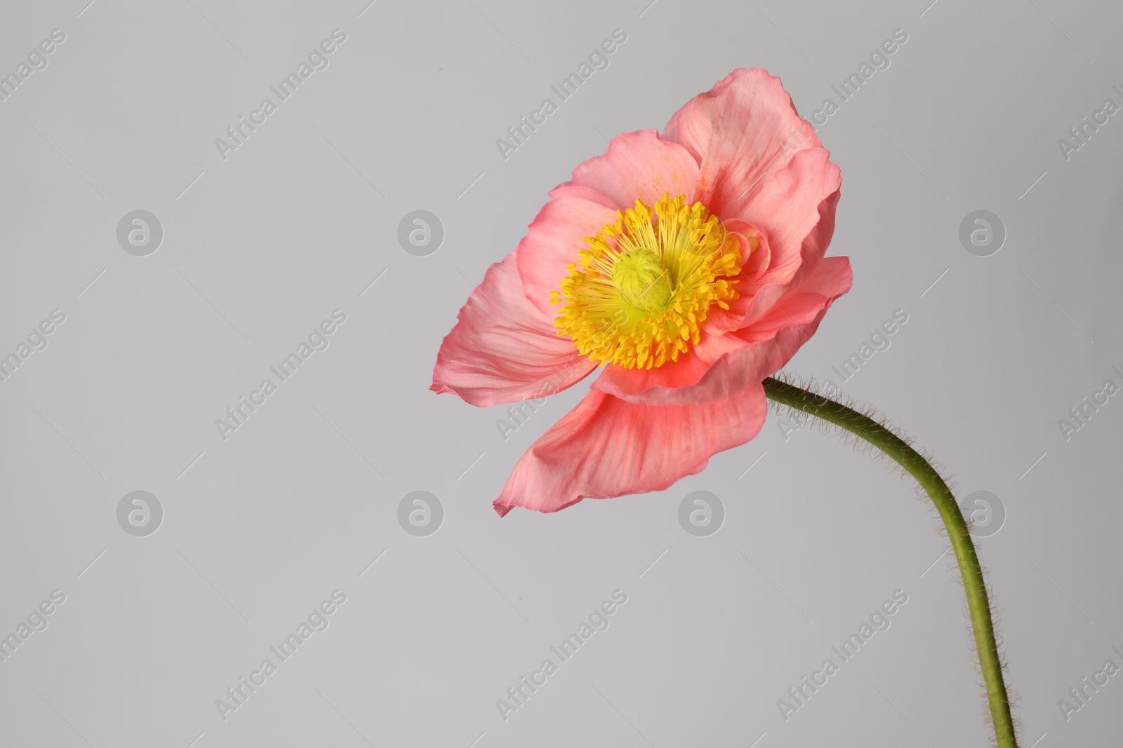 One beautiful poppy flower on grey background, closeup. Space for text Photo of One beautiful poppy flower on grey background, closeup. Space for text