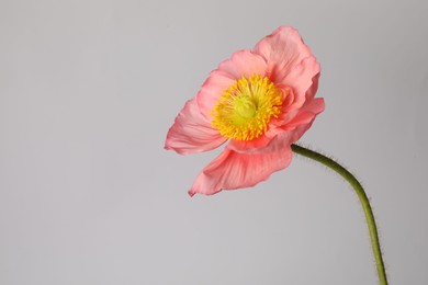Photo of One beautiful poppy flower on grey background, closeup. Space for text