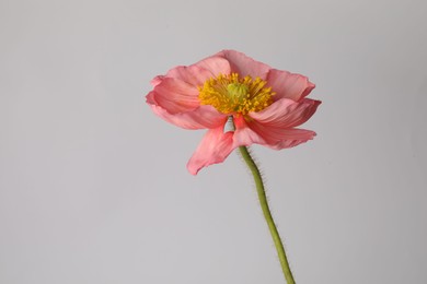 Photo of One beautiful poppy flower on grey background, closeup