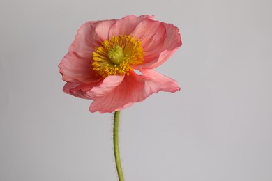 Photo of One beautiful poppy flower on grey background, closeup
