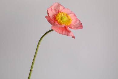 Photo of One beautiful poppy flower on grey background, closeup
