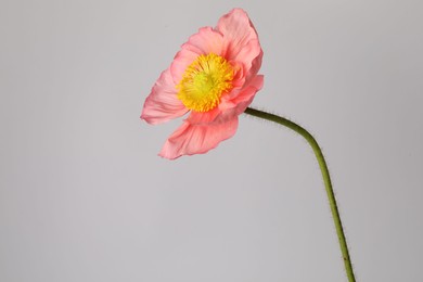 Photo of One beautiful poppy flower on grey background, closeup
