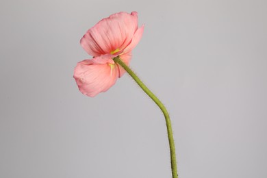 Photo of One beautiful poppy flower on grey background, closeup