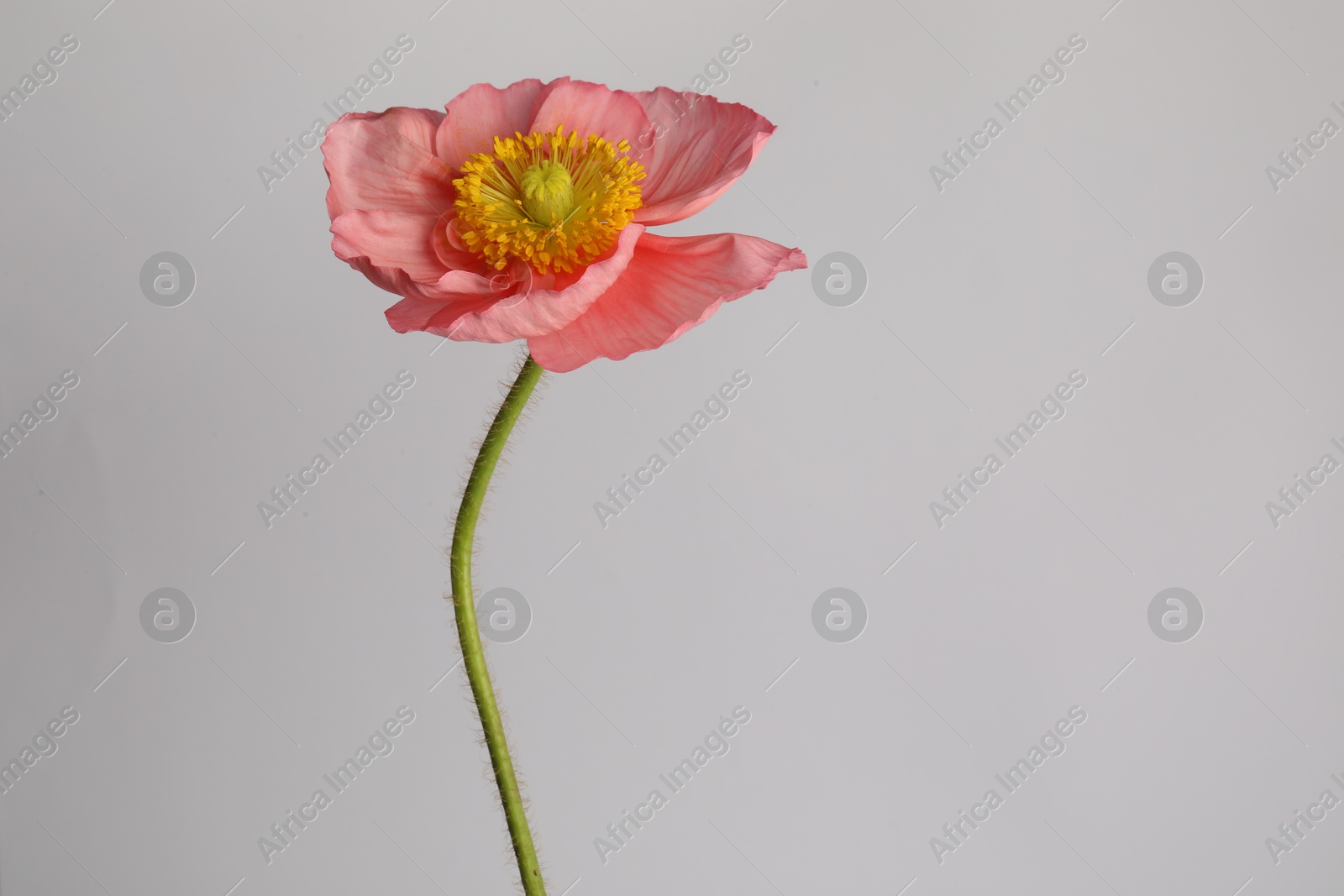 One beautiful poppy flower on grey background, closeup Photo of One beautiful poppy flower on grey background, closeup