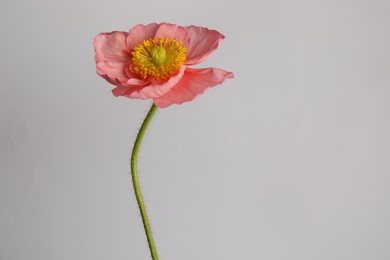Photo of One beautiful poppy flower on grey background, closeup