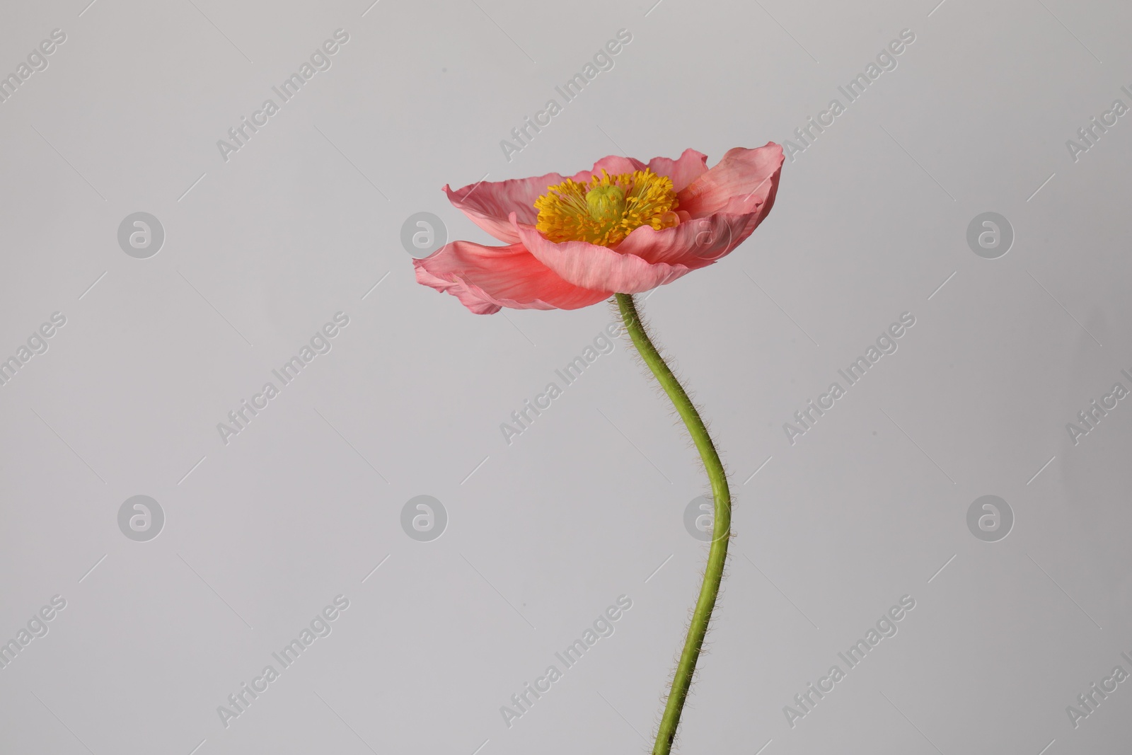 Photo of One beautiful poppy flower on grey background, closeup