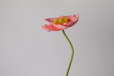 Photo of One beautiful poppy flower on grey background, closeup