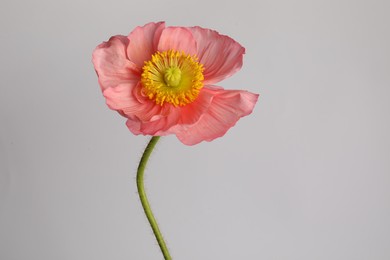 Photo of One beautiful poppy flower on grey background, closeup