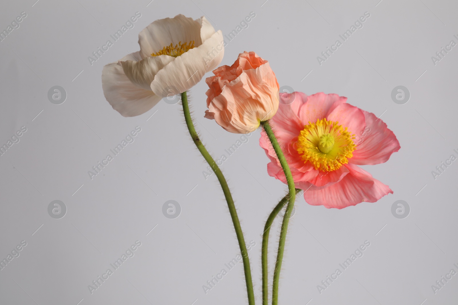 Beautiful poppy flowers on light grey background Photo of Beautiful poppy flowers on light grey background