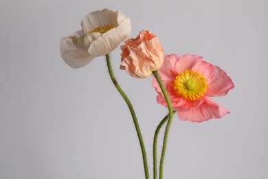 Photo of Beautiful poppy flowers on light grey background
