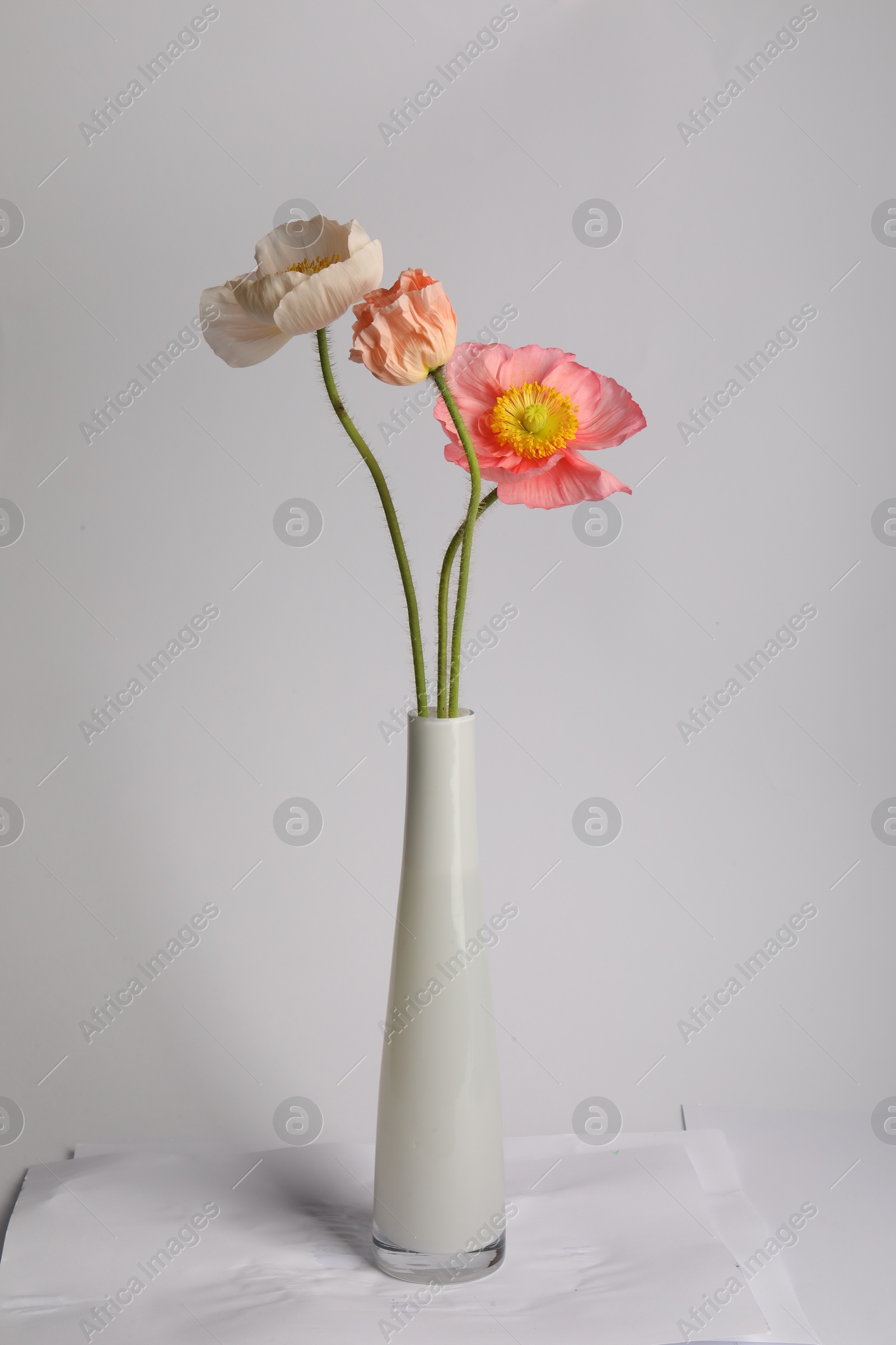 Beautiful poppy flowers in vase on light grey background Photo of Beautiful poppy flowers in vase on light grey background