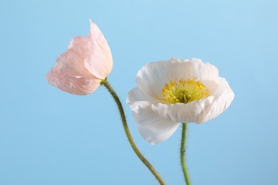 Photo of Beautiful poppy flowers on light blue background, closeup