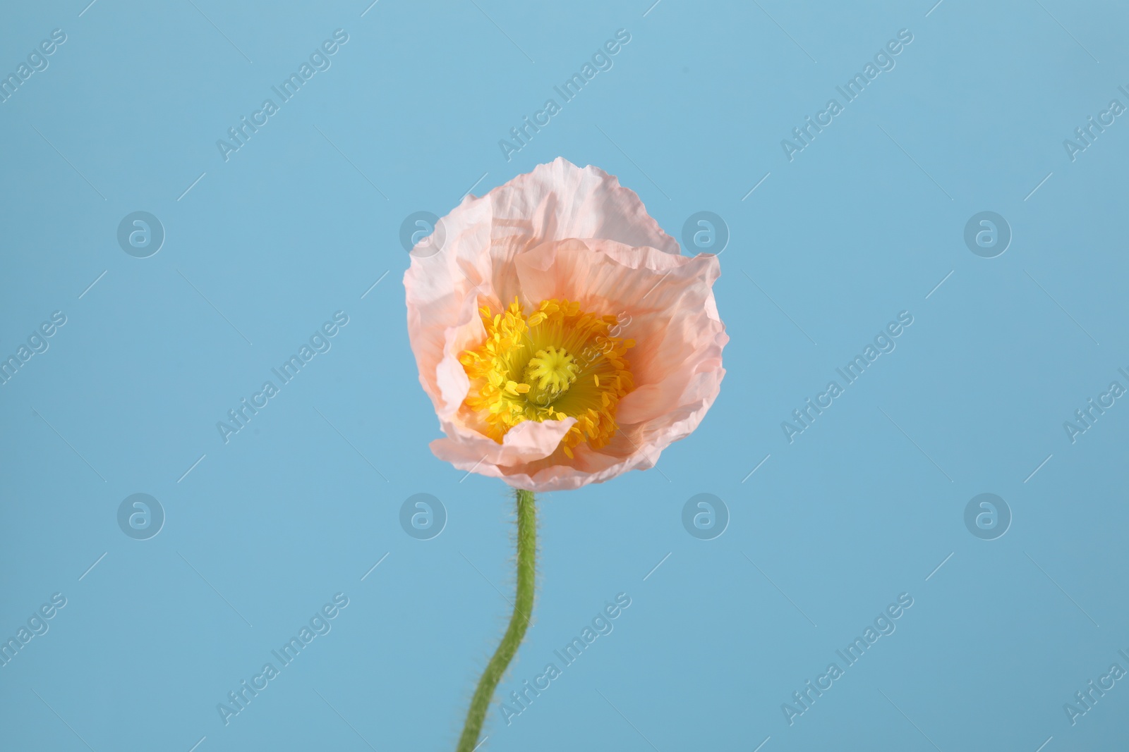 One beautiful poppy flower on light blue background, closeup Photo of One beautiful poppy flower on light blue background, closeup