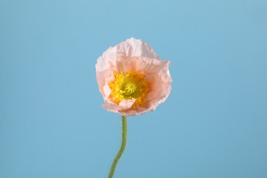 Photo of One beautiful poppy flower on light blue background, closeup