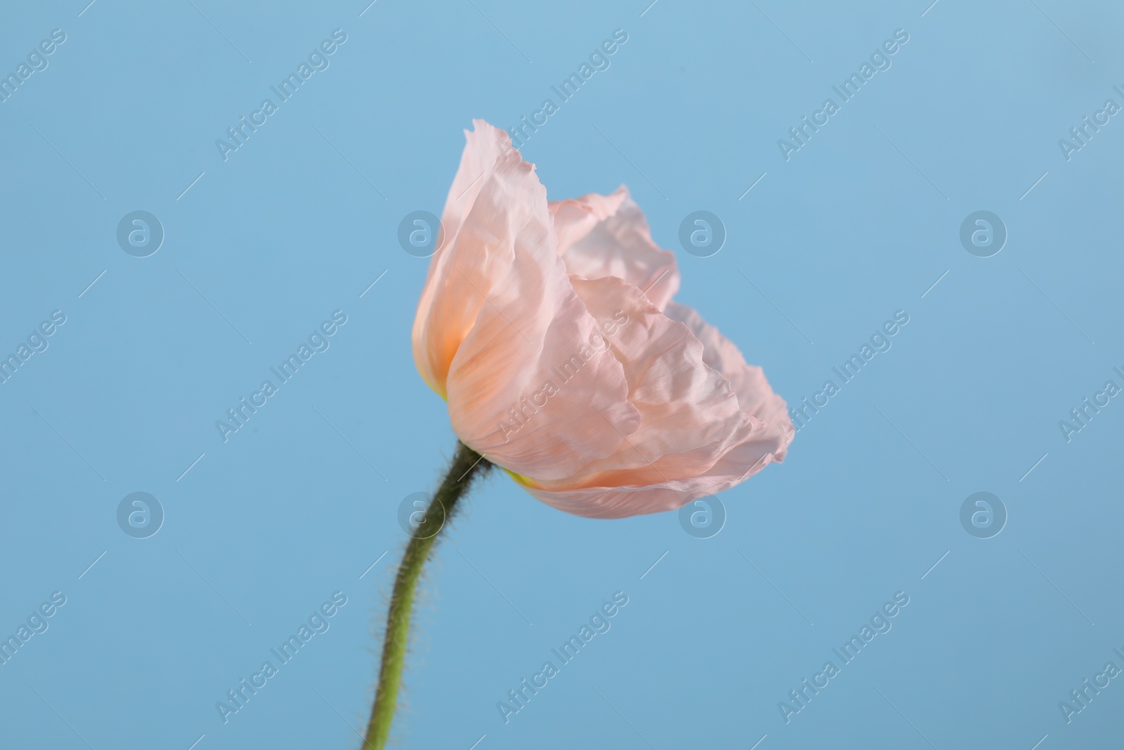 One beautiful poppy flower on light blue background, closeup Photo of One beautiful poppy flower on light blue background, closeup