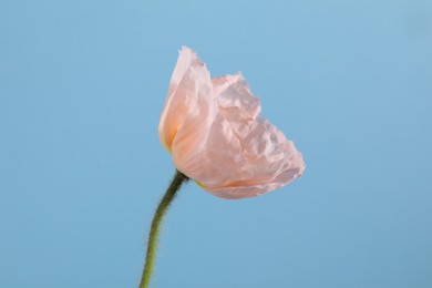 Photo of One beautiful poppy flower on light blue background, closeup