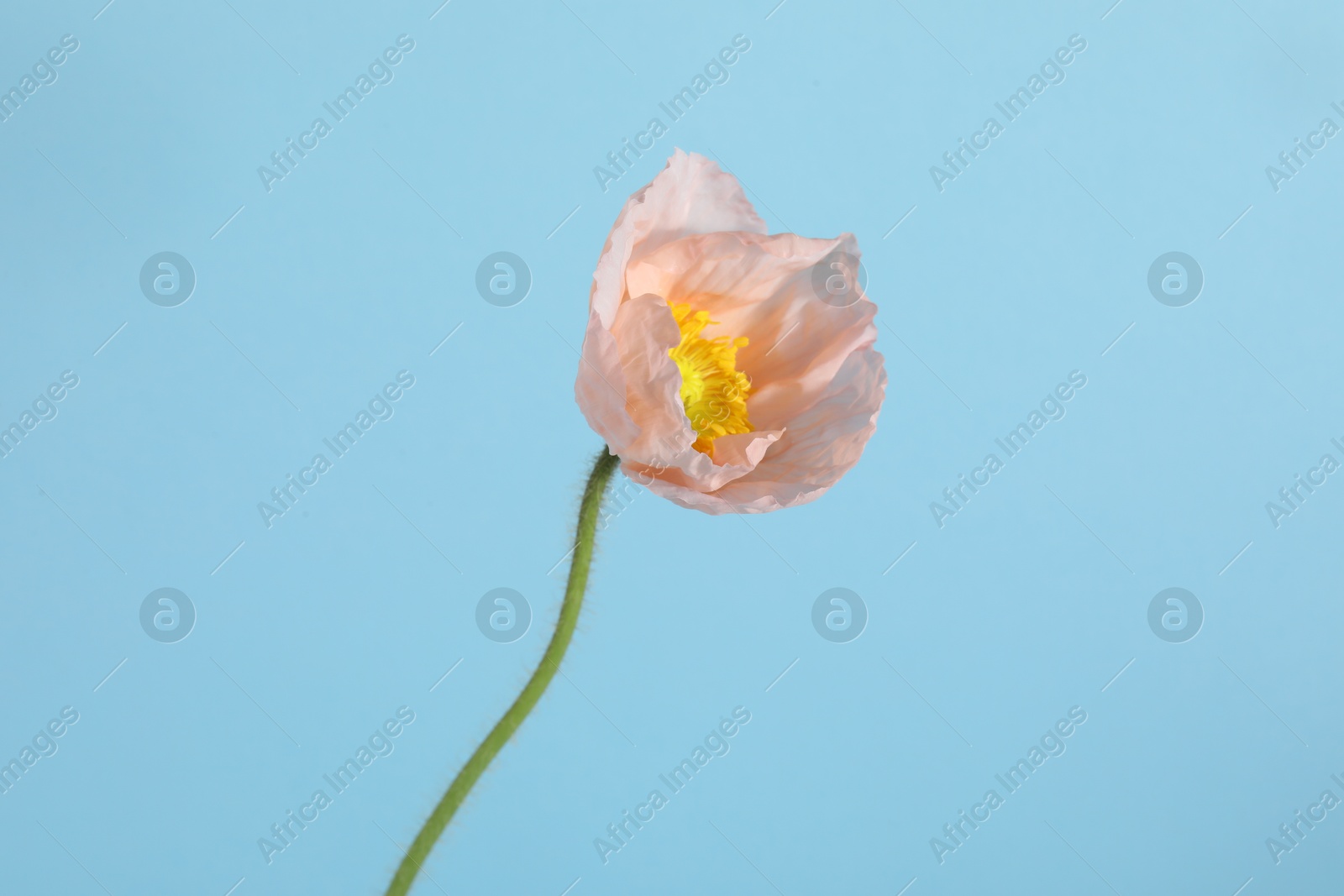 One beautiful poppy flower on light blue background, closeup Photo of One beautiful poppy flower on light blue background, closeup