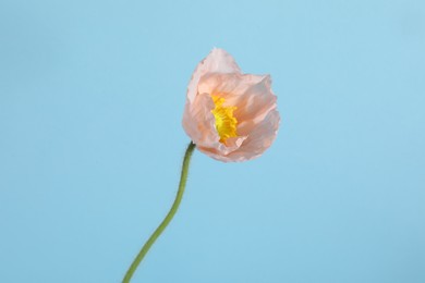Photo of One beautiful poppy flower on light blue background, closeup