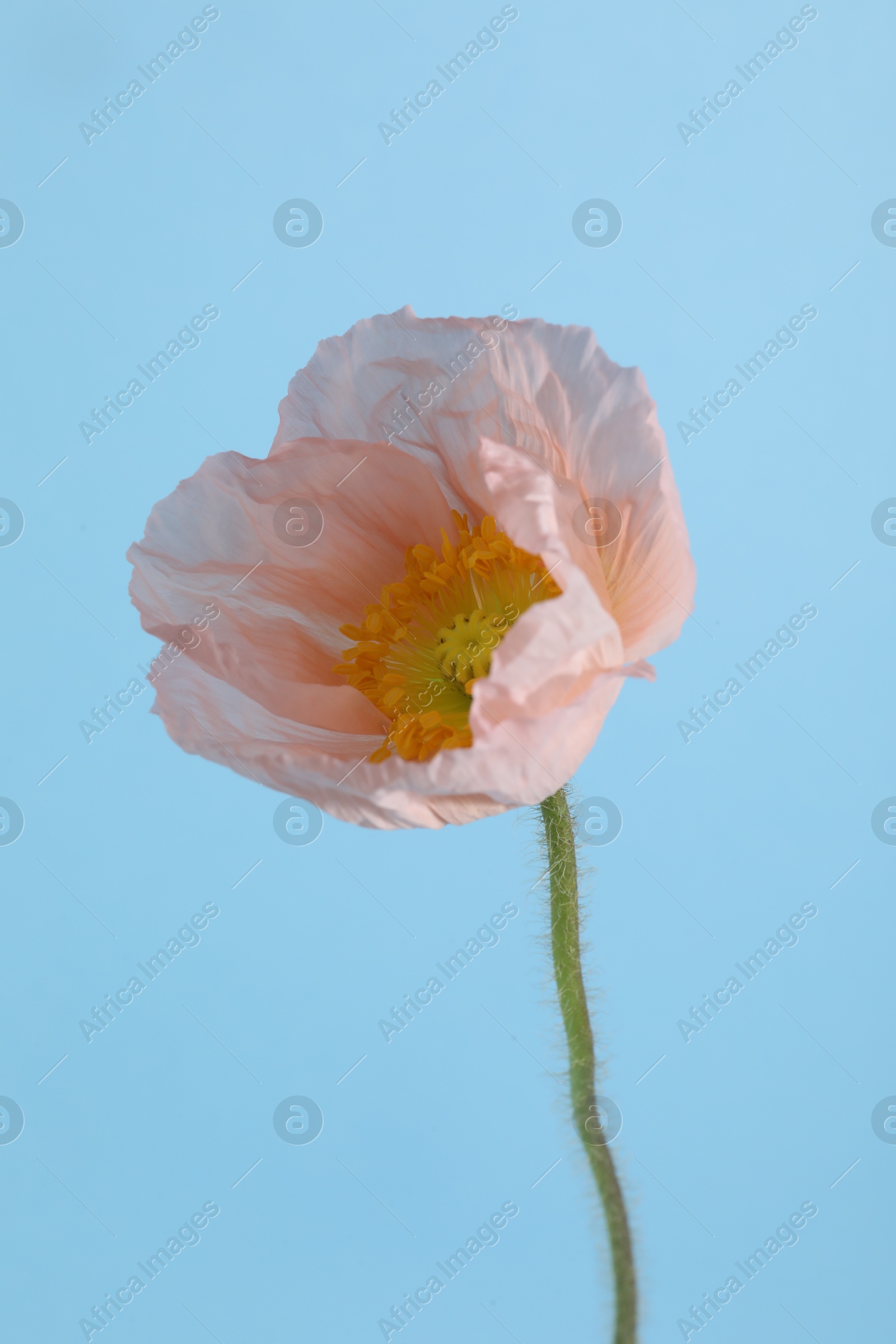 One beautiful poppy flower on light blue background, closeup Photo of One beautiful poppy flower on light blue background, closeup