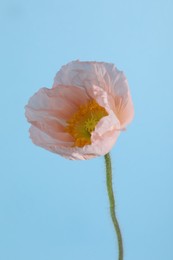 Photo of One beautiful poppy flower on light blue background, closeup