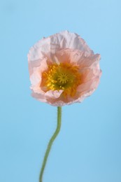 Photo of One beautiful poppy flower on light blue background, closeup