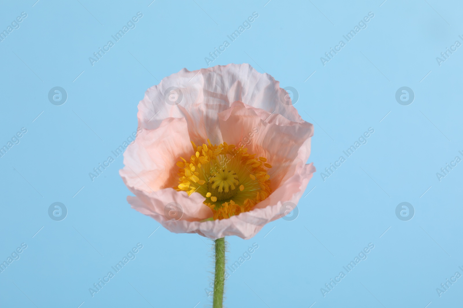 One beautiful poppy flower on light blue background, closeup Photo of One beautiful poppy flower on light blue background, closeup