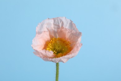 Photo of One beautiful poppy flower on light blue background, closeup