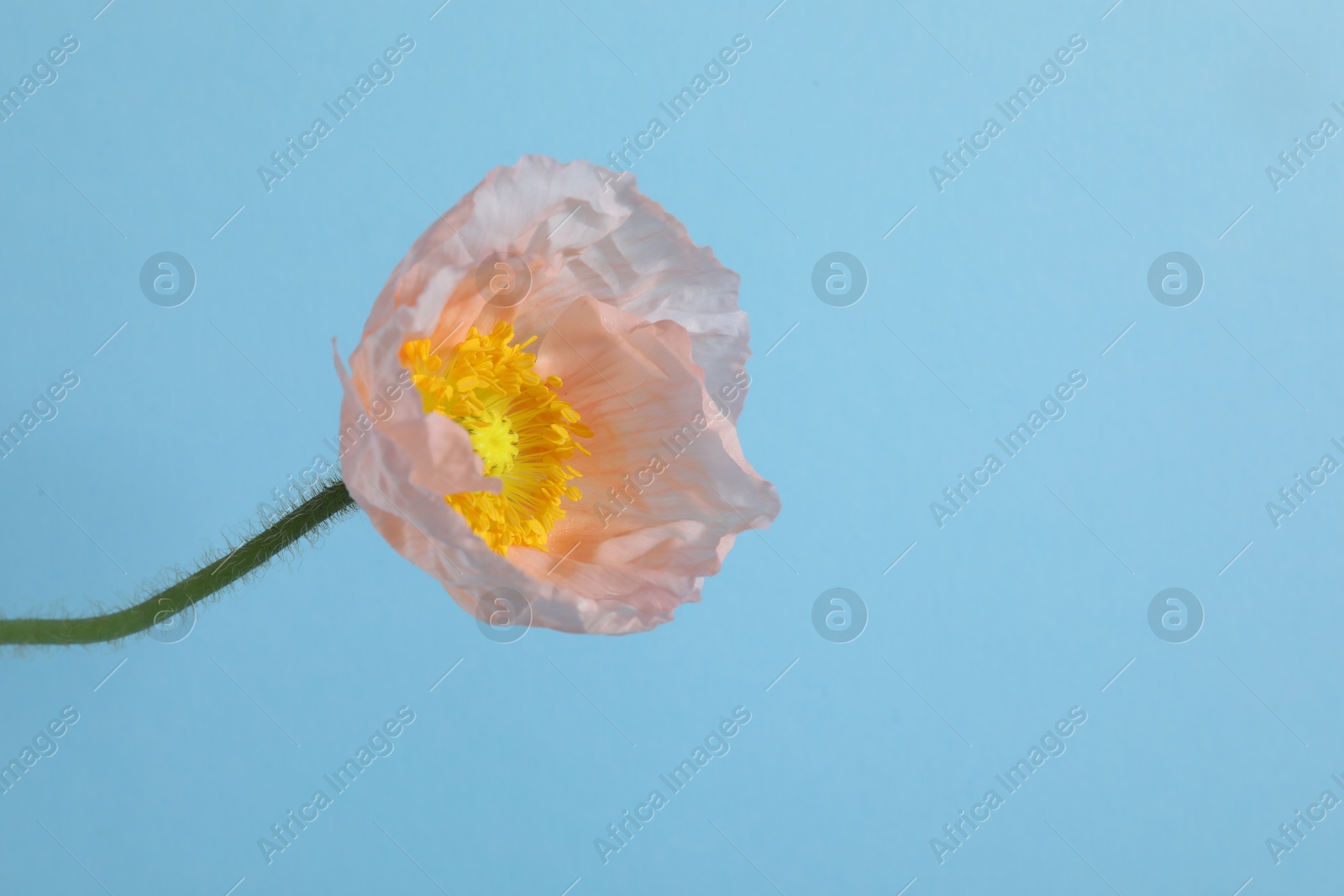 One beautiful poppy flower on light blue background, closeup. Space for text Photo of One beautiful poppy flower on light blue background, closeup. Space for text