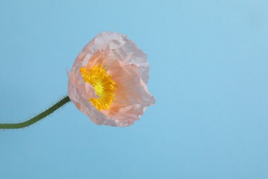 Photo of One beautiful poppy flower on light blue background, closeup. Space for text