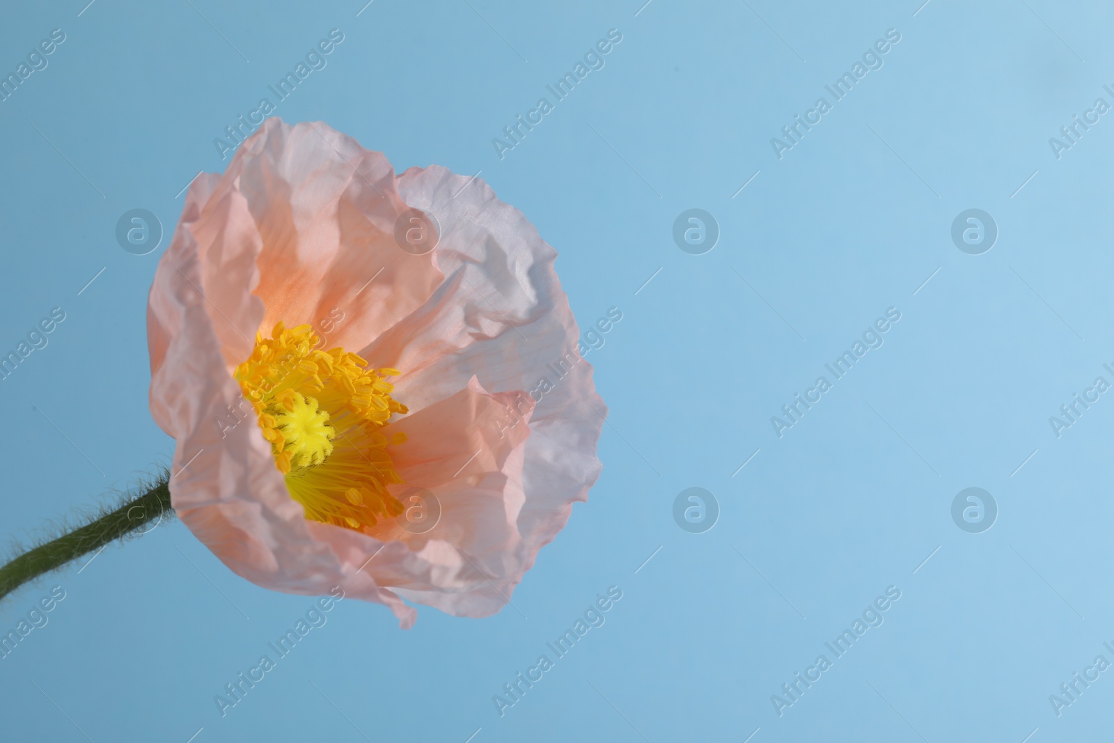 One beautiful poppy flower on light blue background, closeup. Space for text Photo of One beautiful poppy flower on light blue background, closeup. Space for text