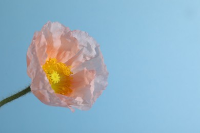 Photo of One beautiful poppy flower on light blue background, closeup. Space for text