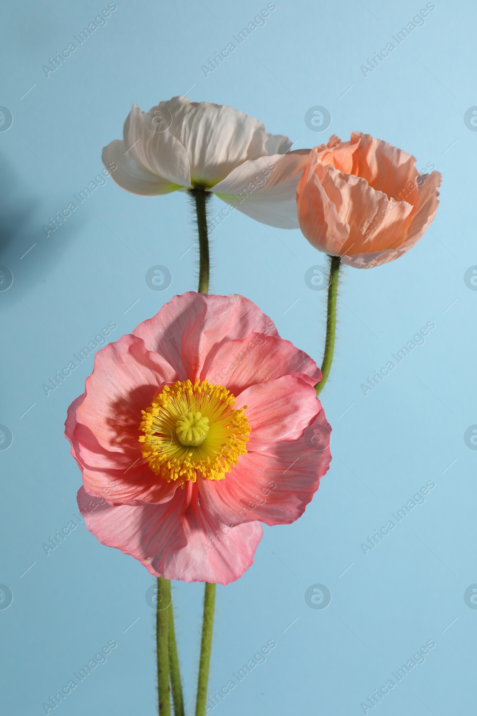 Photo of Beautiful poppy flowers on light blue background, closeup