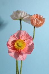 Photo of Beautiful poppy flowers on light blue background, closeup