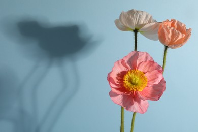 Photo of Beautiful poppy flowers casting shadow on light blue background, closeup. Space for text